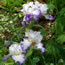Iris germanica Revere